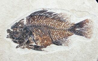 Well Preserved Priscacara Fossil Fish #7526