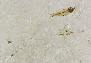 Cretaceous Brittle Star (Geocoma) With Fish - Lebanon #106201