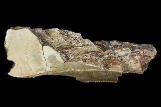 Tyrannosaur Tooth Fragment - Aguja Formation, Texas #105071