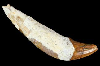 2.3" Primitive Whale (Basilosaur) Tooth - Dakhla, Morocco - Fossil #106323