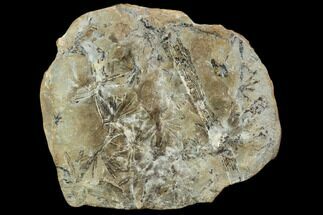 Annularia Fern Fossil Plate - Mazon Creek #106662