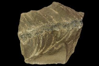 Fossil Moss (Lycopodites) - Mazon Creek, Illinois #106675