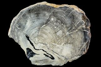 Polished Petrified Wood Round - Oregon #106369