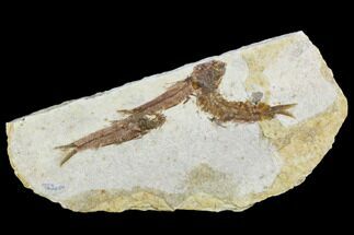 Three Small Fossil Fish (Knightia)- Wyoming #106952