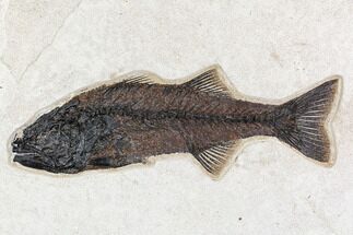 Fossil Fish (Mioplosus) From Inch Layer - Wyoming #107473