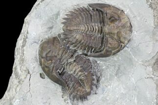 Two Greenops Trilobites - Hungry Hollow, Ontario #107546