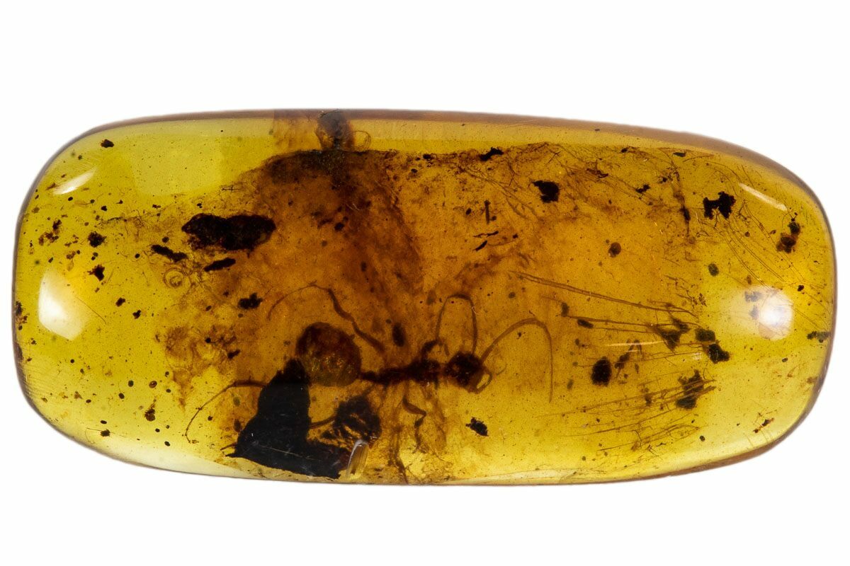 Fossil Ant (Formicidae) In Amber - Myanmar For Sale (#107598 ...