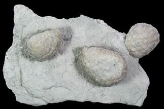 Three Cystoid Fossils (Holocystites) - Indiana #106269