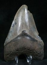 Serrated Megalodon Tooth - Feeding Scars #7605