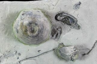 Fossil Crinoids and Brachiopods - Indiana #106302