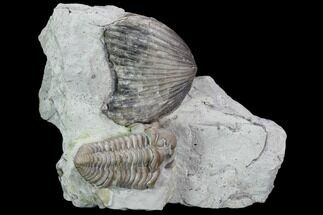 Fossil Brachiopod And Trilobite Plate - Indiana #106303