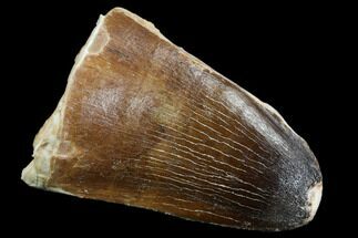 Fossil Mosasaur (Prognathodon Currii) Tooth - Morocco #107726