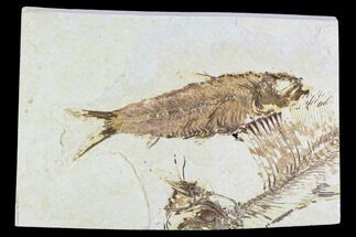 Fossil Fish Plate (Knightia, Diplomystus) - Wyoming #108317