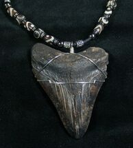 Big Ass Megalodon Tooth Necklace #7655