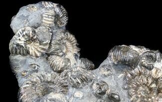 Cretaceous Ammonite (Simbirskites) Cluster - #34681