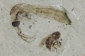 Fossil Cranefly And Wasp- Green River Formation, Utah #108812