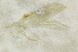 Locust (Pycnophlebia) With Ammonite - Solnhofen Limestone #108919
