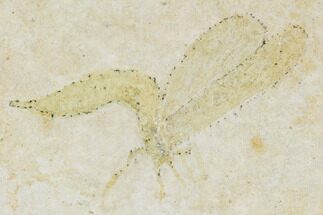 Jurassic Fly (Diptera) - Solnhofen Limestone #108921