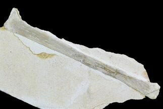 Pterosaur Ulna - Solnhofen Limestone, Germany #108925