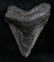 Megalodon Tooth - Peace River, Florida #7756
