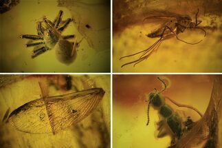 Fossil Spider, Beetle, Fly And Ant Wing In Baltic Amber #109336