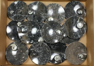 Lot: -/ Round Plates With Goniatite Fossils - Pieces #108059