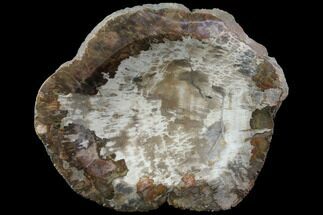 Polished Petrified Wood Dish - Madagascar #108191