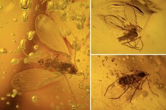 Fossil Flies (Family Psychodidae) In Baltic Amber #109392