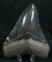 Beautiful Black Megalodon Tooth - Georgia #7497