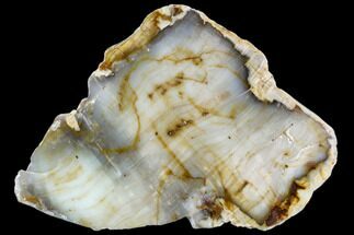 8.6" Polished Petrified Wood Slab - Circle Cliffs, Utah - Fossil #110129