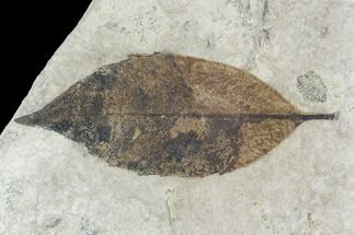 Fossil Leaf (Quercus)- Green River Formation, Utah #110339