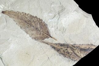 Two Fossil Leaves (Planera and Rhus)- Green River Formation, Utah #110365