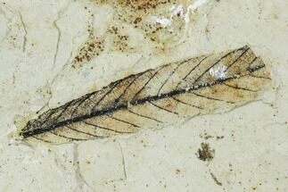 Fossil Willow Leaf - Green River Formation #109661
