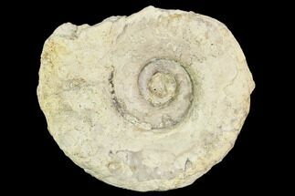 2.3" Fossil Ammonite (Hildoceras)- England - Fossil #110811