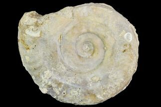 2.5" Fossil Ammonite (Hildoceras)- England - Fossil #110817