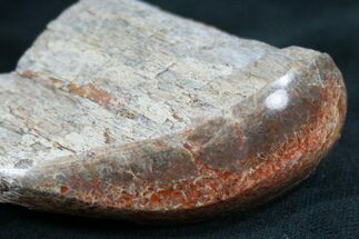 Polished Agatized Dinosaur Bone - Rib Section #7843