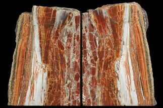 Tall, Arizona Petrified Wood Bookends - Red & White #111108