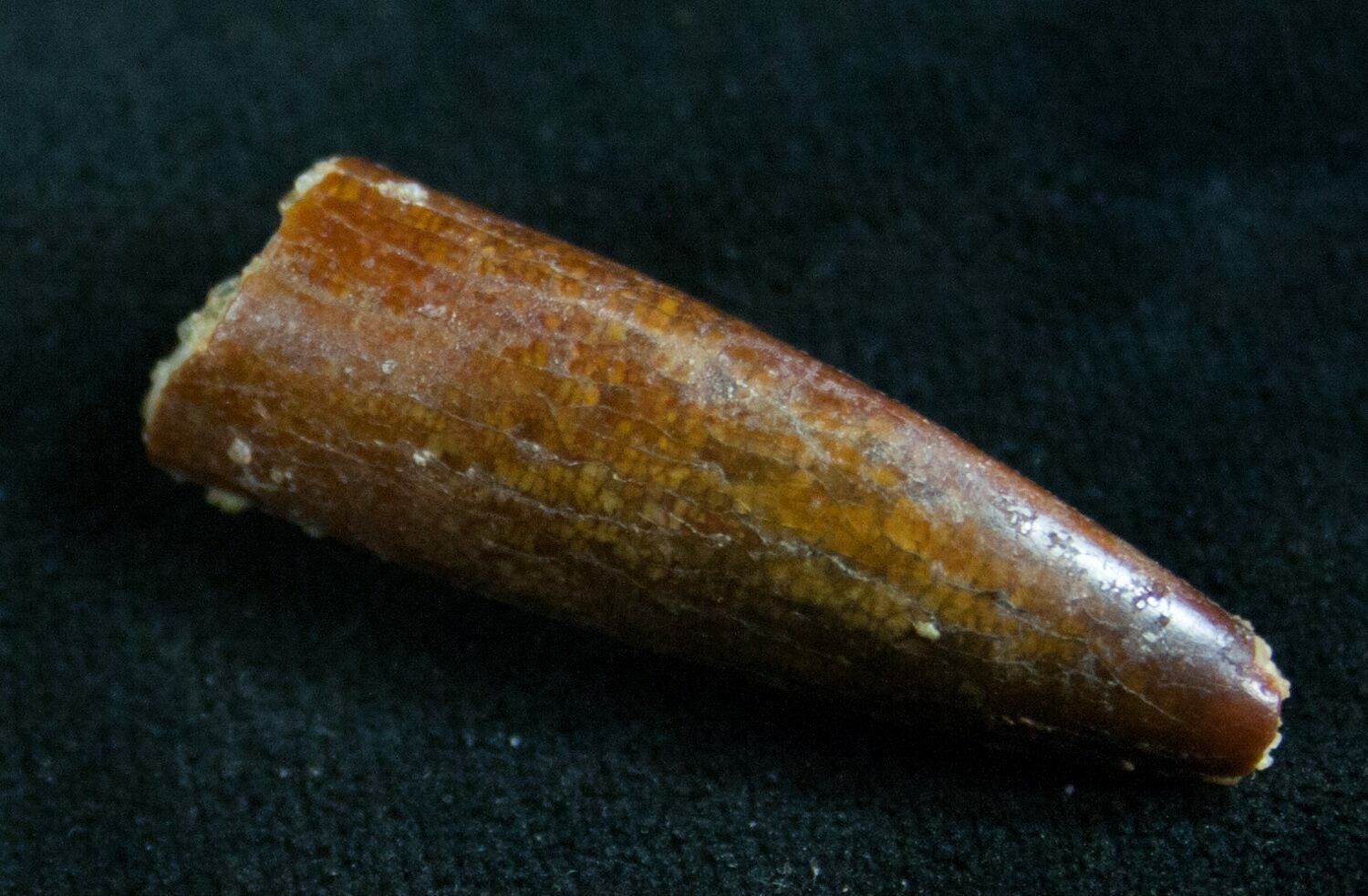 rebbachisaurus garasbae
