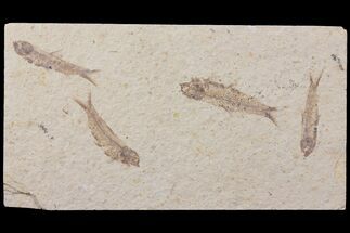 Fossil Fish (Knightia) Plate With Four Fish - Wyoming #111251