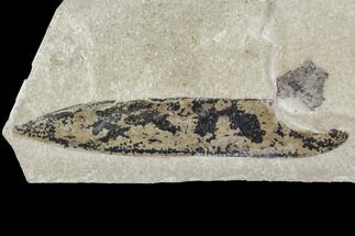 Fossil Legume (Mimosites) Pod - Green River Formation, Utah #111373