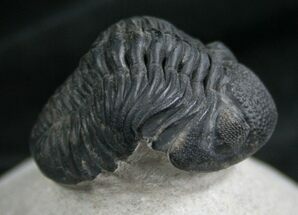 Arched Phacops Trilobite - #7883