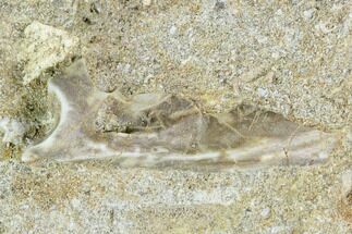 Enchodus Bone Section - Cretaceous Fanged Fish #111593