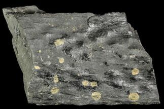 Fossil Club Moss (Lepidododendron) Limb - Carboniferous #111644