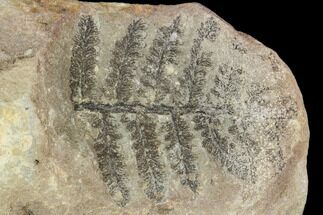Fossil Fern (Lygenopteris) - Carboniferous #111667