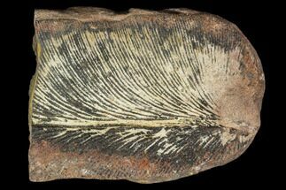 Fossil Fern (Lygdonium) - Carboniferous #111670