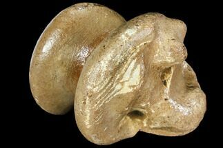 Fossil Horse Bone (Talus) - Rhine River, Germany #111900