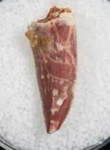 Sharply Serrated Raptor Tooth From Morocco - #7927