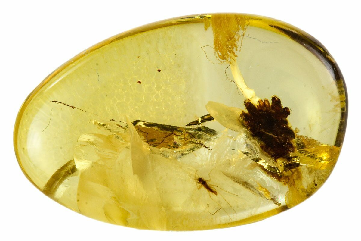 Cretaceous Fossil Fruit in Amber - Myanmar For Sale (#112592 ...