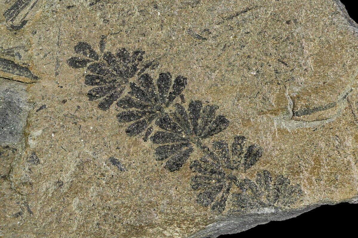 Pennsylvanian Fossil Horsetail (Calamites) - Kentucky (#112654) For Sale -  