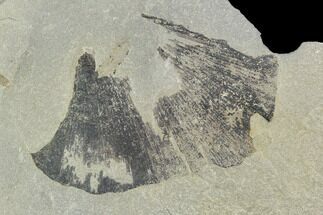Pennsylvanian Fossil Fern (Cyclopteris) - Kentucky #112668